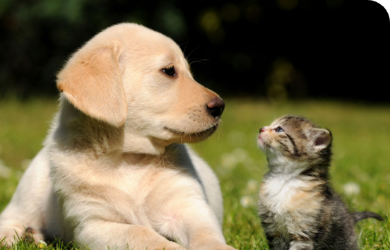 Pet Services Your New Pet Will Require in the First 12 Months